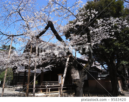 Yasukuni Shrine sample tree 9583420
