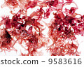 Red seaweed 9583616