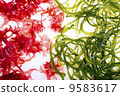 Red seaweed and kelp 9583617