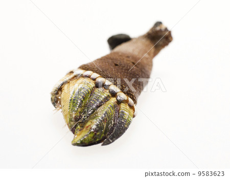 Turtle's hand Turtle's hand 9583623