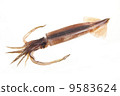 Squid 9583624