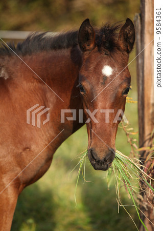 Nice kabardin horse foal eating 9584361