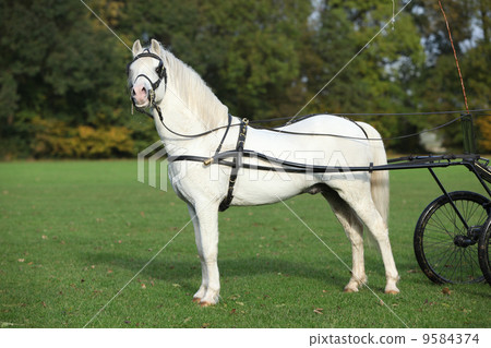 White welsh mountain pony standing 9584374