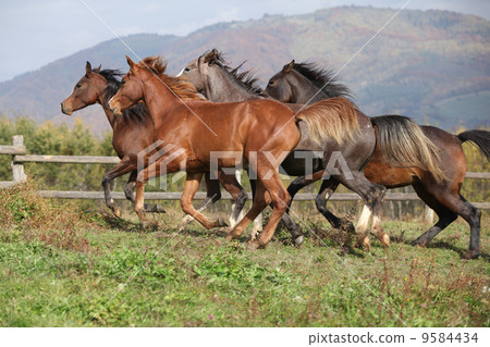 Group of horses running on autumn pasturage Group of horses running on autumn pasturage 9584434