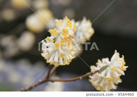 Flowers of Mitsumata that bloom on the path of philosophy Flowers of Mitsumata that bloom on the path of philosophy 9584460