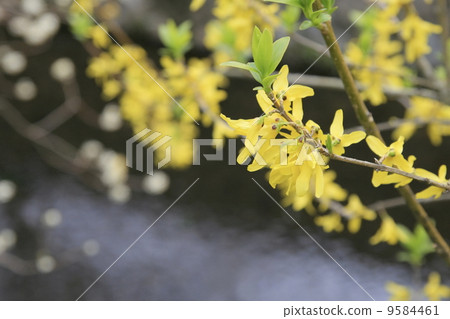 Forsythia flower blooming on the path of philosophy Forsythia flower blooming on the path of philosophy 9584461