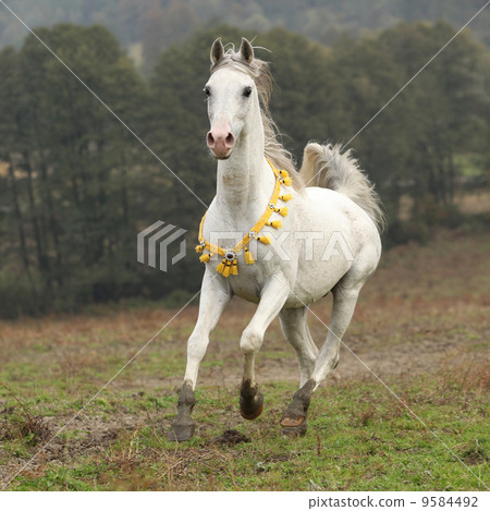 Nice white arabian stallion with flying mane 9584492
