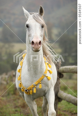 Nice white arabian stallion with flying mane Nice white arabian stallion with flying mane 9584507