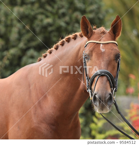 Nice big horse with perfect hair style 9584512