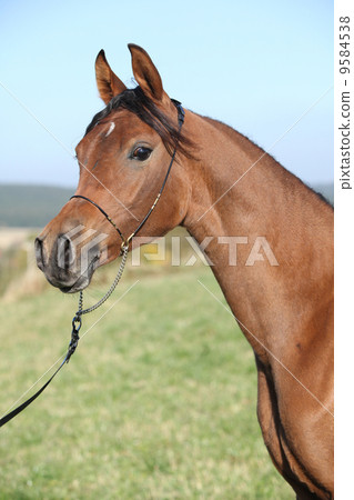 Beautiful arabian horse in autumn 9584538