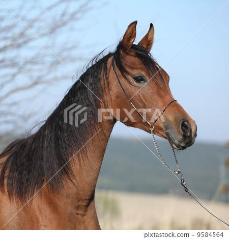 Beautiful arabian horse in autumn 9584564