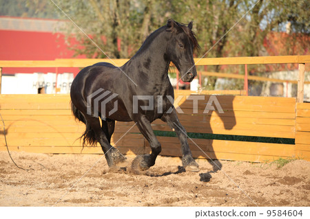 Nice friesian horse working in paddock 9584604