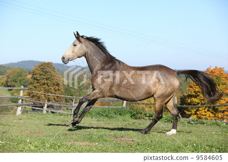 Beautiful horse running on pasturage in autumn 9584605