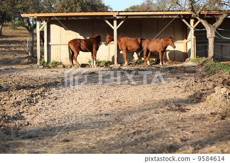 Some horse under the shelter Some horse under the shelter 9584614