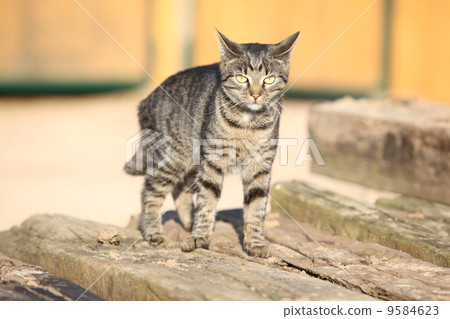 Young cat looking at you 9584623