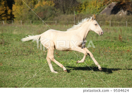 Nice palomino foal running in autumn 9584624