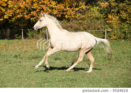 Nice palomino foal running in autumn 9584628