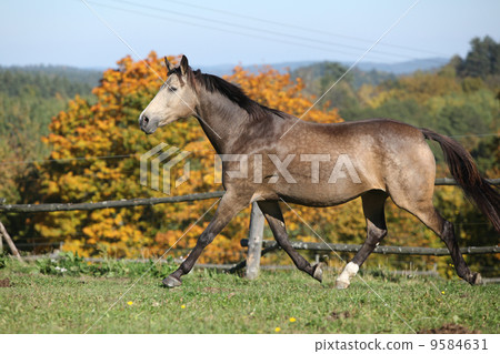 Nice mare on autumn pasturage 9584631