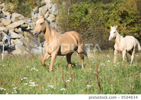 Nice palomino mare with foal running in autumn 9584634