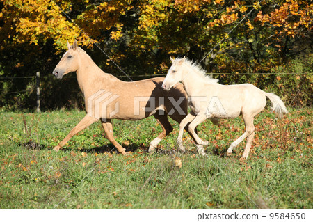 Nice palomino mare withfoal running in autumn 9584650