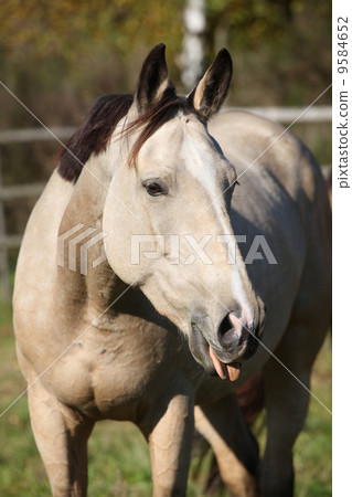 Nice palomino mare showing its tongue Nice palomino mare showing its tongue 9584652