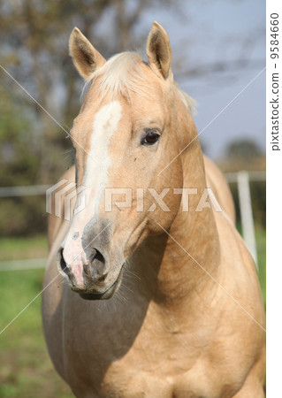Nice palomino horse looking at you 9584660