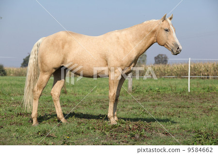 Nice palomino horse Nice palomino horse 9584662