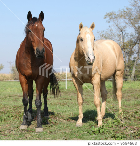 Brown and palomino horses looking at you Brown and palomino horses looking at you 9584668