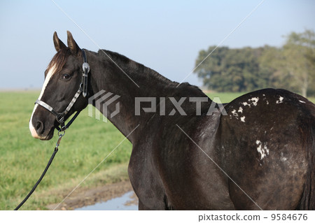 Black appaloosa mare with western halter Black appaloosa mare with western halter 9584676