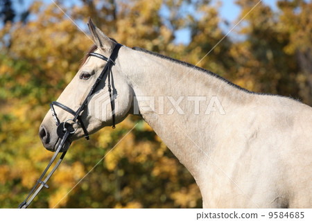 Portrait of nice Kinsky horse with bridle in autumn 9584685