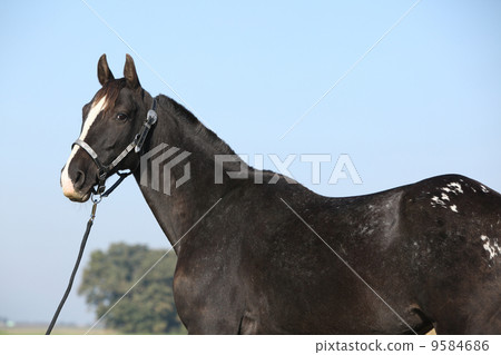 Black appaloosa mare with western halter Black appaloosa mare with western halter 9584686