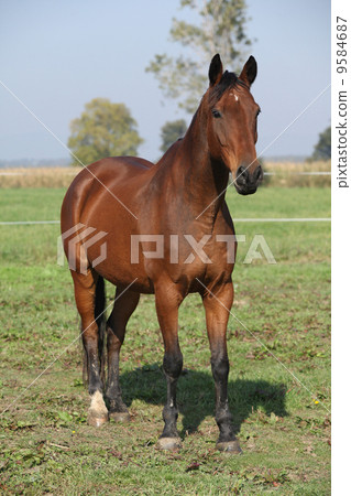 Nice brown warmblood standing in autumn Nice brown warmblood standing in autumn 9584687