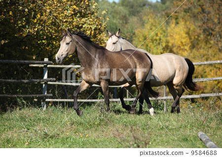 Two horses running on pasturage 9584688