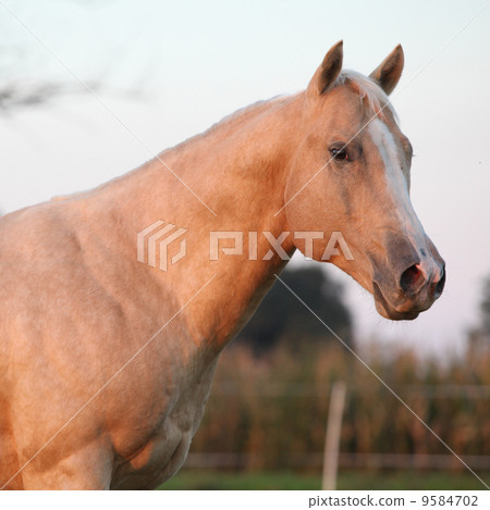 Nice palomino horse in sunset 9584702