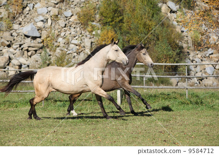 Two horses running on pasturage Two horses running on pasturage 9584712