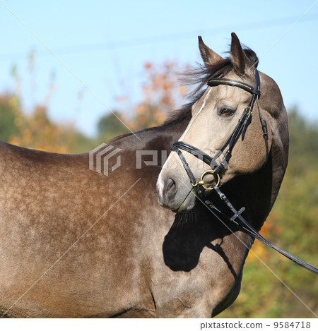 Portrait of nice Kinsky horse with bridle in autumn Portrait of nice Kinsky horse with bridle in autumn 9584718