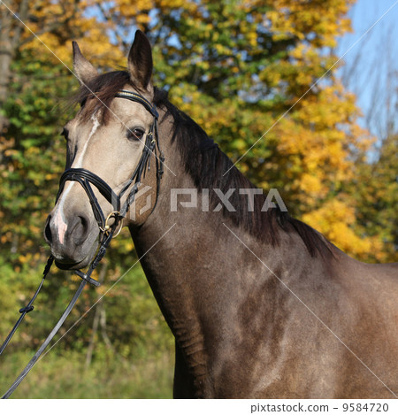 Portrait of nice Kinsky horse with bridle in autumn Portrait of nice Kinsky horse with bridle in autumn 9584720