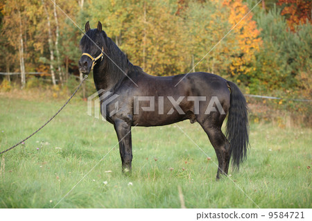 Nice andalusian stallion with long mane Nice andalusian stallion with long mane 9584721