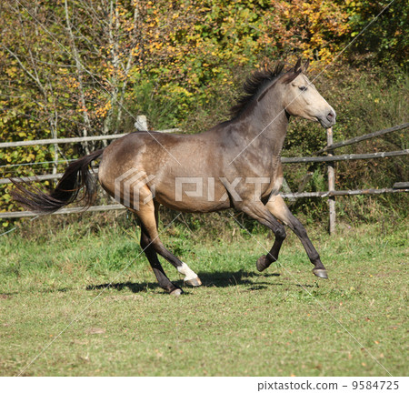 Nice Kinsky horse running in autumn 9584725
