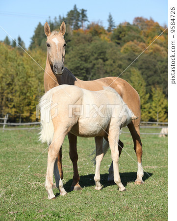 Kinsky horse mare with foal in autumn Kinsky horse mare with foal in autumn 9584726