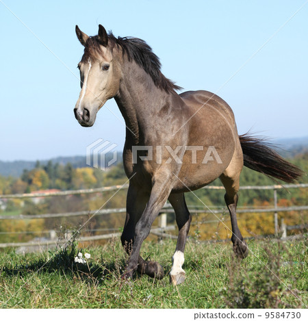 Nice Kinsky horse running in autumn Nice Kinsky horse running in autumn 9584730