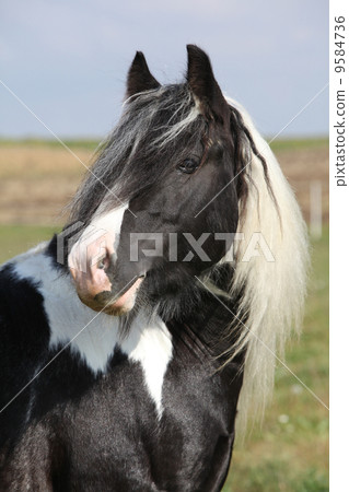 Beautiful irish cob stallion on pasturage 9584736