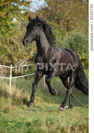 Gorgeous black stallion running in autumn 9584748