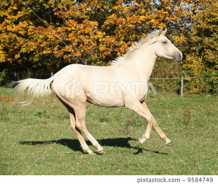 Nice Kinsky horse running in autumn Nice Kinsky horse running in autumn 9584749