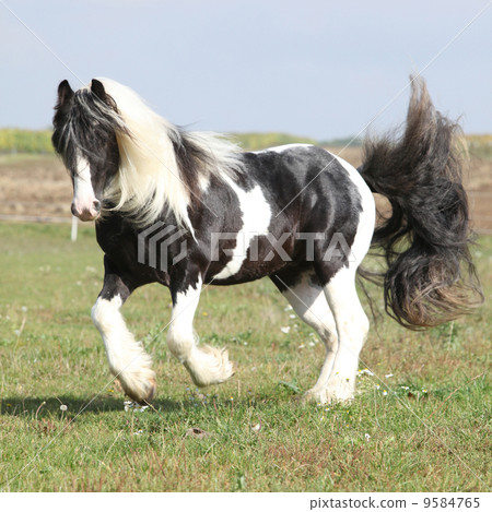 Gorgeous irish cob with long mane jumping Gorgeous irish cob with long mane jumping 9584765