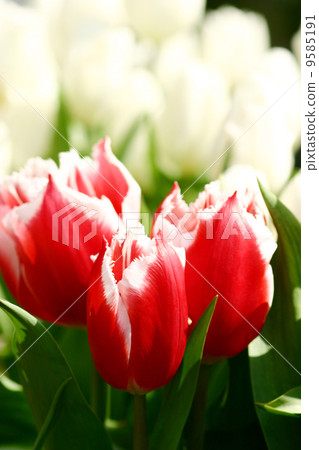 Tulip 9585191