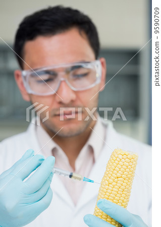 Scientific researcher injecting a corn cob at the lab Scientific researcher injecting a corn cob at the lab 9590709