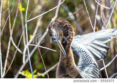 Anhinga Anhinga 9592975