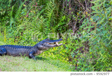 Alligator Alligator 9592977