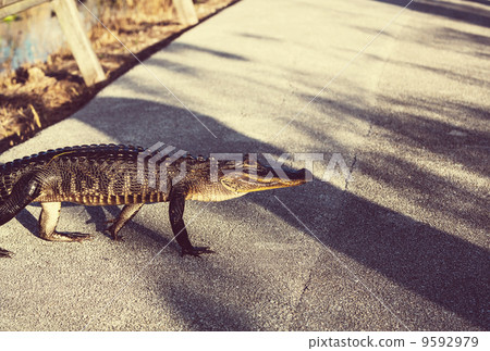 Alligator Alligator 9592979